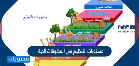 ترتيب مستويات التنظيم في الكائنات الحية