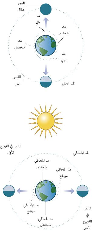 ترتيب منطقة المد والجزر من أعلى إلى أسفل - الأخبار السابقة ترتيب منطقة المد والجزر من أعلى إلى أسفل - الأخبار السابقة
