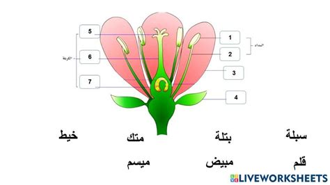تركيب يجذب الملقحات في الزهرة - Jana Tutorial
