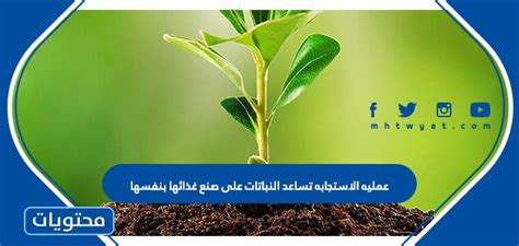 تساعد عملية التفاعل النبات على صنع طعامه