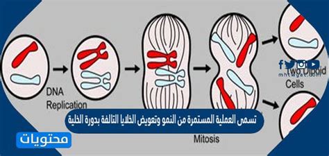 تسمى العملية المستمرة للنمو والتقسيم والاستبدال بالموضة