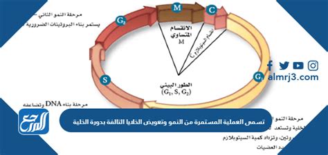 تسمى العملية المستمرة للنمو والتقسيم والتوازن - حلول الكتاب تسمى العملية المستمرة للنمو والتقسيم والتوازن - حلول الكتاب