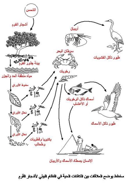 تسمى عملية نقل الطاقة من كائن حي إلى آخر السلسلة الغذائية