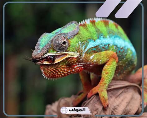 تعرف على تفسير الحرباء في المنام لابن سيرين وتفسير حلم الحرباء ... تعرف على تفسير الحرباء في المنام لابن سيرين وتفسير حلم الحرباء ...