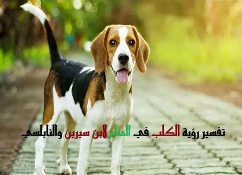 تعرف على تفسير رؤية الكلب في المنام لابن سيرين - موقع مصري