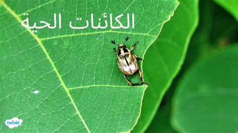 تعريف الكائنات غير الحية - الأحياء - الأنشطة التفاعلية - توينكل
