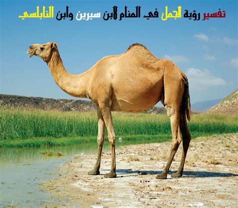 تفسير ابن سيرين لأكل الجمل في المنام - مجلة ستيشنز