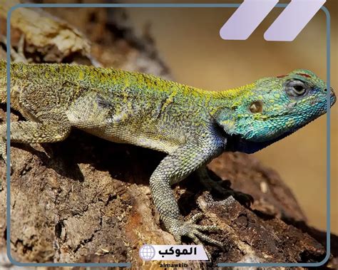 تفسير السحلية في المنام رؤية سحلية في المنام - موقع المعنى