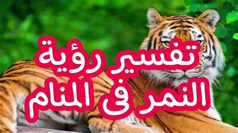 تفسير النمر في المنام لابن سيرين تفسير النمر في المنام لابن سيرين