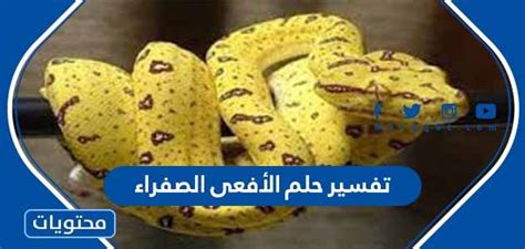 تفسير حلم الأفعى الصفراء في المنام - موقع منام