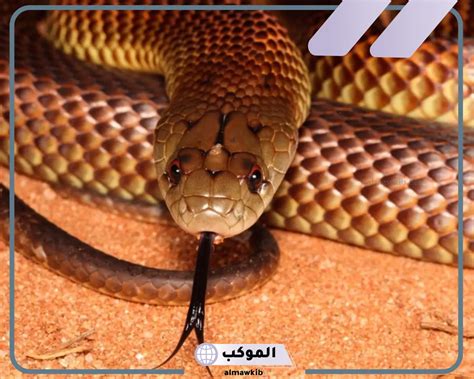 تفسير حلم الأفعى لابن سيرين - موقع مقال