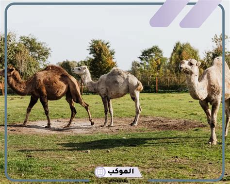 تفسير حلم الإبل في المنام لابن سيرين - موسوعة المخرج