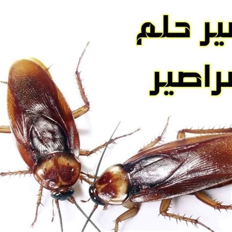 تفسير حلم الصراصير في الحلم