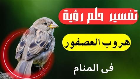 تفسير حلم العصفور الذي يعضه ابن سيرين في المنام - موقع منامك