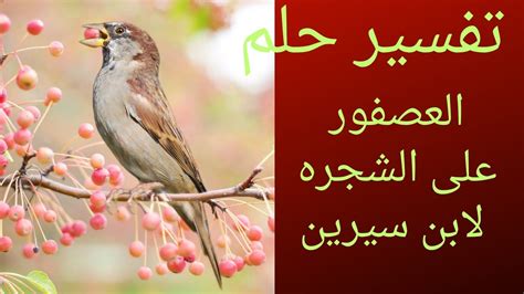 تفسير حلم العصفور الملون في المنام للعزباء والمتزوجة والرجل - موقع مواضيع تفسير حلم العصفور الملون في المنام للعزباء والمتزوجة والرجل - موقع مواضيع