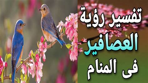 تفسير حلم العصفور - تفسير رؤية العصافير في المنام بالتفصيل تفسير حلم العصفور - تفسير رؤية العصافير في المنام بالتفصيل