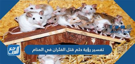 تفسير حلم الفئران للمتزوجة - موقع مقال تفسير حلم الفئران للمتزوجة - موقع مقال