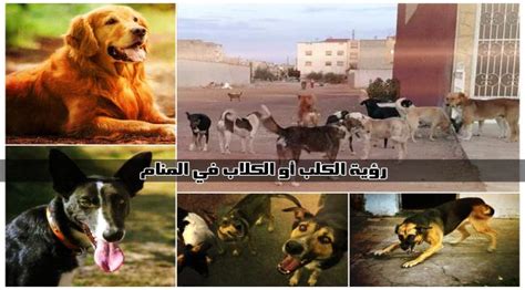 تفسير حلم الكلب رؤية كلب يهاجمني يطاردني في المنام - موقع معاني