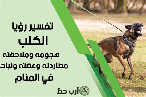 تفسير حلم الكلب - معنى (هجوم ملاحقة مطاردة عضة نباح) الكلب في المنام تفسير حلم الكلب - معنى (هجوم ملاحقة مطاردة عضة نباح) الكلب في المنام
