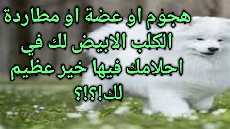 تفسير حلم الكلب يطاردني - انا المسلم