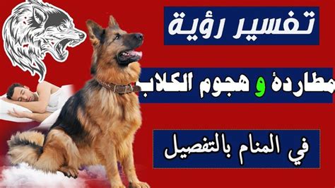 تفسير حلم الكلب يطاردني ويهاجمني في المنام - موسوعة المدير