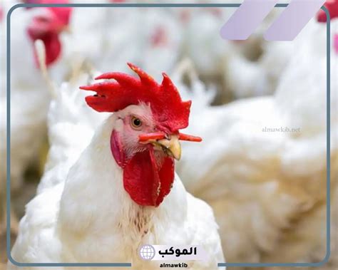تفسير حلم الميت بإعطاء الدجاج للحي في المنام لابن سيرين - مدير الموسوعة تفسير حلم الميت بإعطاء الدجاج للحي في المنام لابن سيرين - مدير الموسوعة