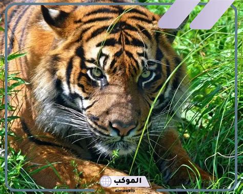 تفسير حلم النمر في المنام لابن سيرين - موقع البديل