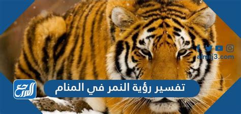 تفسير حلم النمر لابن سيرين ونابلسي وابن شاهين وابن غنام.
