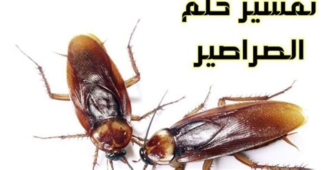 تفسير حلم بيع الهواتف في المنام للنساء غير المتزوجات والحوامل - موقع الحلم