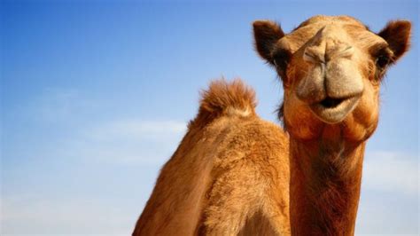 تفسير حلم ذبح حمل بدون دم - مقال موقع