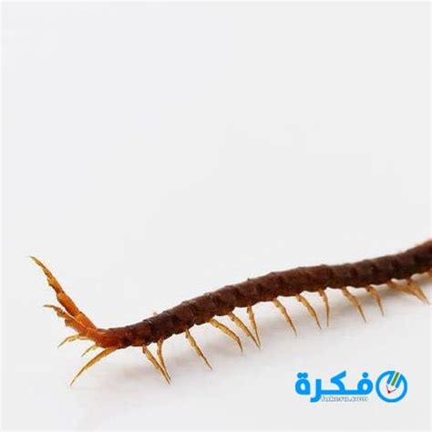 تفسير حلم رؤية الانفجارات في المنام او المنام - موقع فكرة