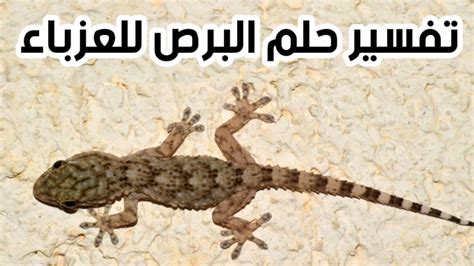 تفسير حلم رؤية البرص في المنام للعزباء والمتزوجة - الكفاح العربي