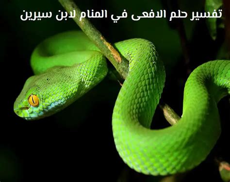 تفسير حلم رؤية الحية او الأفعي في المنام - موقع فكرة