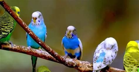 تفسير حلم رؤية العصافير الملونة في المنام - مجلة الشامل