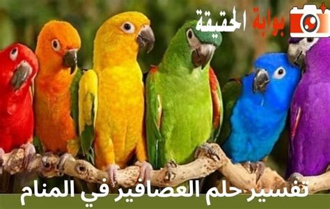 تفسير حلم رؤية العصافير في المنام للعزباء - موقع مقال