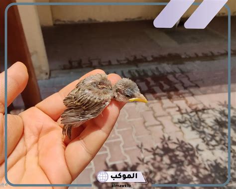 تفسير حلم رؤية العصفور في اليد في المنام - التكية تفسير حلم رؤية العصفور في اليد في المنام - التكية