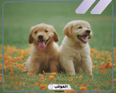 تفسير حلم رؤية الكلاب في المنام لابن سيرين للرجل والمرأة تفسير حلم رؤية الكلاب في المنام لابن سيرين للرجل والمرأة
