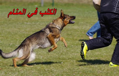 تفسير حلم رؤية الكلب في المنام للمتزوجة و للمطلقة و للحامل و للعزباء ...
