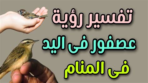 تفسير حلم رؤية عصفور مجروح في المنام - فسر حلمك