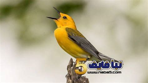 تفسير حلم طائر الكناري للامام الصادق - نبأ فايف