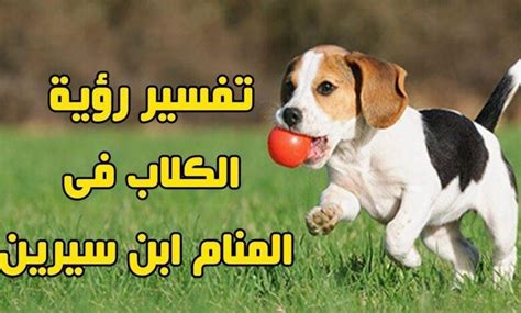 تفسير حلم كلاب في المنام - موسوعة قلوب