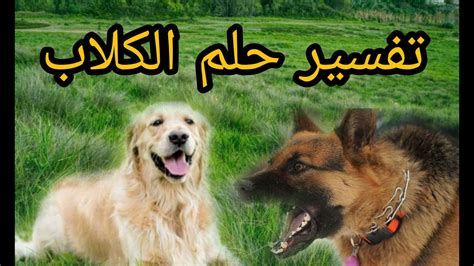 تفسير حلم نهش الكلاب | مختلفون تفسير حلم نهش الكلاب | مختلفون