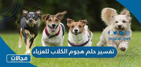 تفسير حلم نهش الكلاب - موقع مقال تفسير حلم نهش الكلاب - موقع مقال