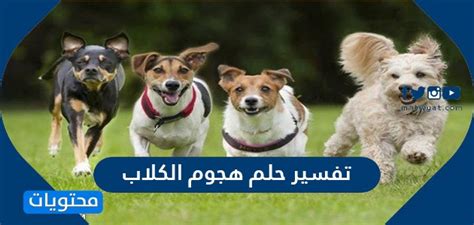 تفسير حلم هجوم الكلاب في المنام للعزباء والمتزوجة والرجل بالتفصيل تفسير حلم هجوم الكلاب في المنام للعزباء والمتزوجة والرجل بالتفصيل