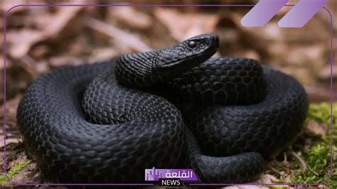 تفسير رؤية الأفعى السوداء فى الحلم - موقع محتوى