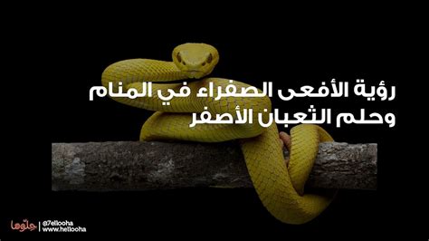 تفسير رؤية الافعى الصفراء في المنام - موقع ومضات