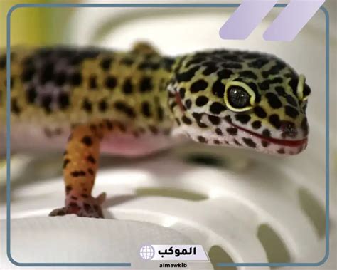 تفسير رؤية البرص في المنام لابن سيرين والنابلسي - صفحة المحتويات