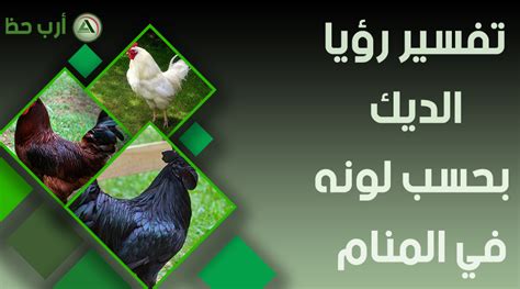 تفسير رؤية الطيور للمرأة الحامل في المنام - ارب حظ