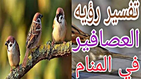 تفسير رؤية العصفور (العصافير) في المنام بالتفصيل - مفسر