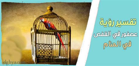 تفسير رؤية العصفور المحبوس يطير من القفص في المنام والحلم - زهر الليمون